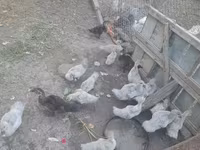 Ducks — ảnh 1