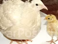 Quails — zdjęcie 3