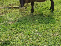 Ovce, Romanov sheep — foto 3