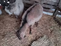 Koza, Nubian Goat — foto 4
