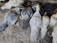 Ducks — foto 1