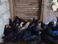 Chickens — الصورة 2