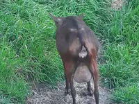 Cabra, Irish goat — foto 2