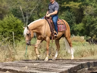 Айғыр, Quarter Horse — 6-сурет
