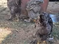 Brahma — foto 4