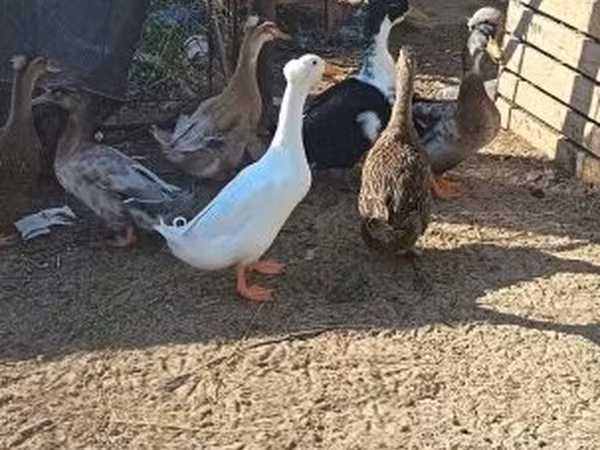 Ducks