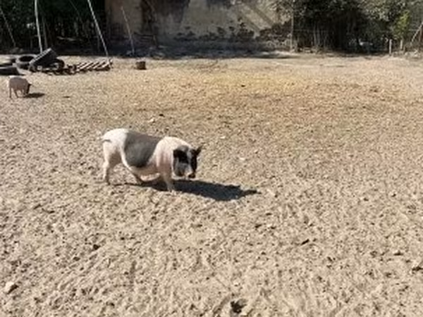 Doofaar dhaddig, Pigs