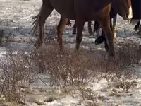 گھوڑی, Horse breed — تصویر 1