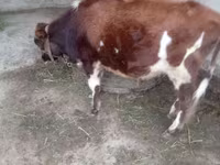 Stier, Swiss cattle — foto 4