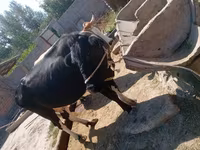 Lembu betina, Cattle — foto 1