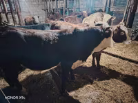 گاو نر, گاو سفیدسر قزاقستانی — عکس 4