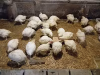 Chickens — الصورة 1