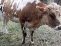 Lembu jantan, Cattle — foto 1
