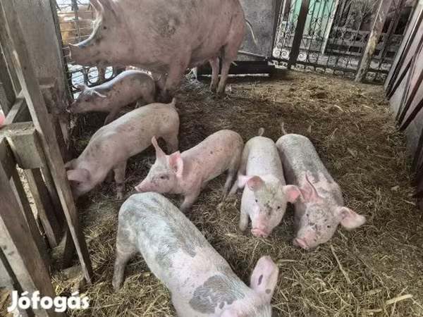 Prasata (šarže, pohlaví neuvedeno), Prasata