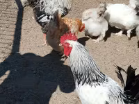 Chickens — عکس 5