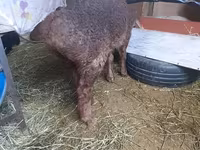 Montone, Arashan sheep — foto 4