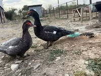 domácí kachna pižmová — foto 3
