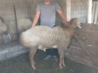 میش, گوسفند — عکس 1