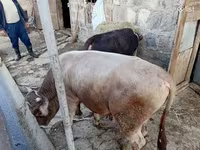 Toro, Bovini — foto 1