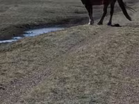 ፈረስ, Horses — ፎቶ 8