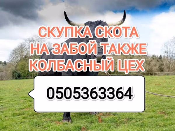 گاو