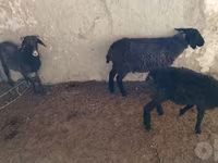 Biri-biri (lot, jantina tidak dinyatakan), Sheep — foto 2