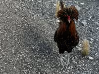 Chickens — عکس 1