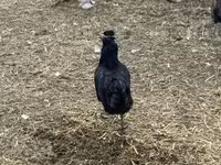 Chickens — عکس 5