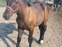 Hingst, Hungarian horse breed — foto 5