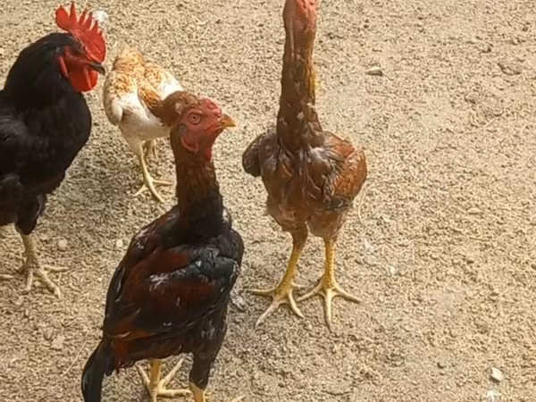 Chickens