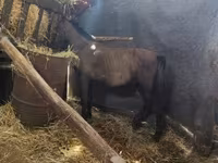 Cavallo, Cavalli — foto 2