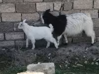 Goat, Goats — photo 2