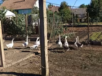 Geese — تصویر 2