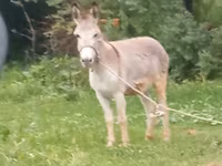 Cheval, Chevaux — photo 3