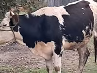 Dibi, Simmental cattle — sawirka 1