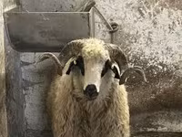 قوچ, Racka sheep — عکس 8