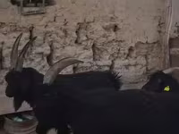 بز نر, بز — عکس 3