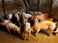 หมูป่าตัวผู้, หมู — รูปภาพ 1