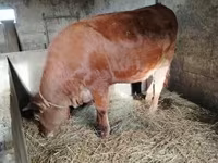 گاو نر, Simmental cattle — عکس 8
