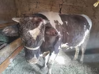 Toro, Russian Black pied cattle — foto 7