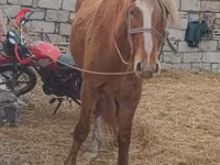 اسب (گروه، جنسیت مشخص نشده), Kazakh horse — عکس 1