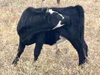 பசு, Simmental cattle — புகைப்படம் 3
