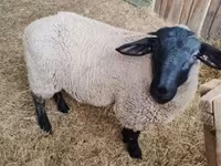 Owca, White Suffolk sheep — zdjęcie 1