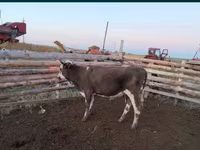 Bull, Cattle — photo 2