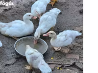Ducks — 사진 1