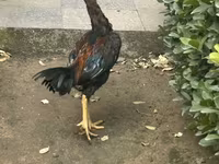 Chickens — fotografija 2