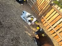 วัวตัวผู้, Russian Black pied cattle — รูปภาพ 2