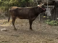 Ko, Swiss cattle — foto 1