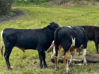 Dibi, Cattle — sawirka 1