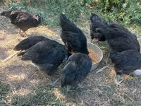 Australorp — foto 2